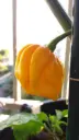 Le piment Habanero variété jaune