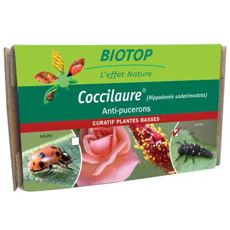 larves de coccinelles