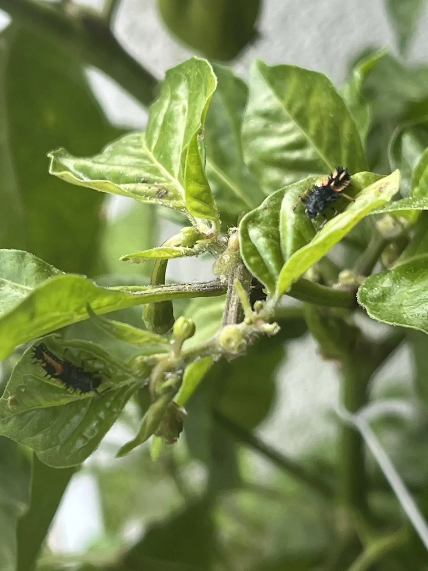 Larves de coccinelles luttant contre des pucerons