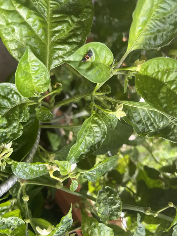 Larves de coccinelles au travail