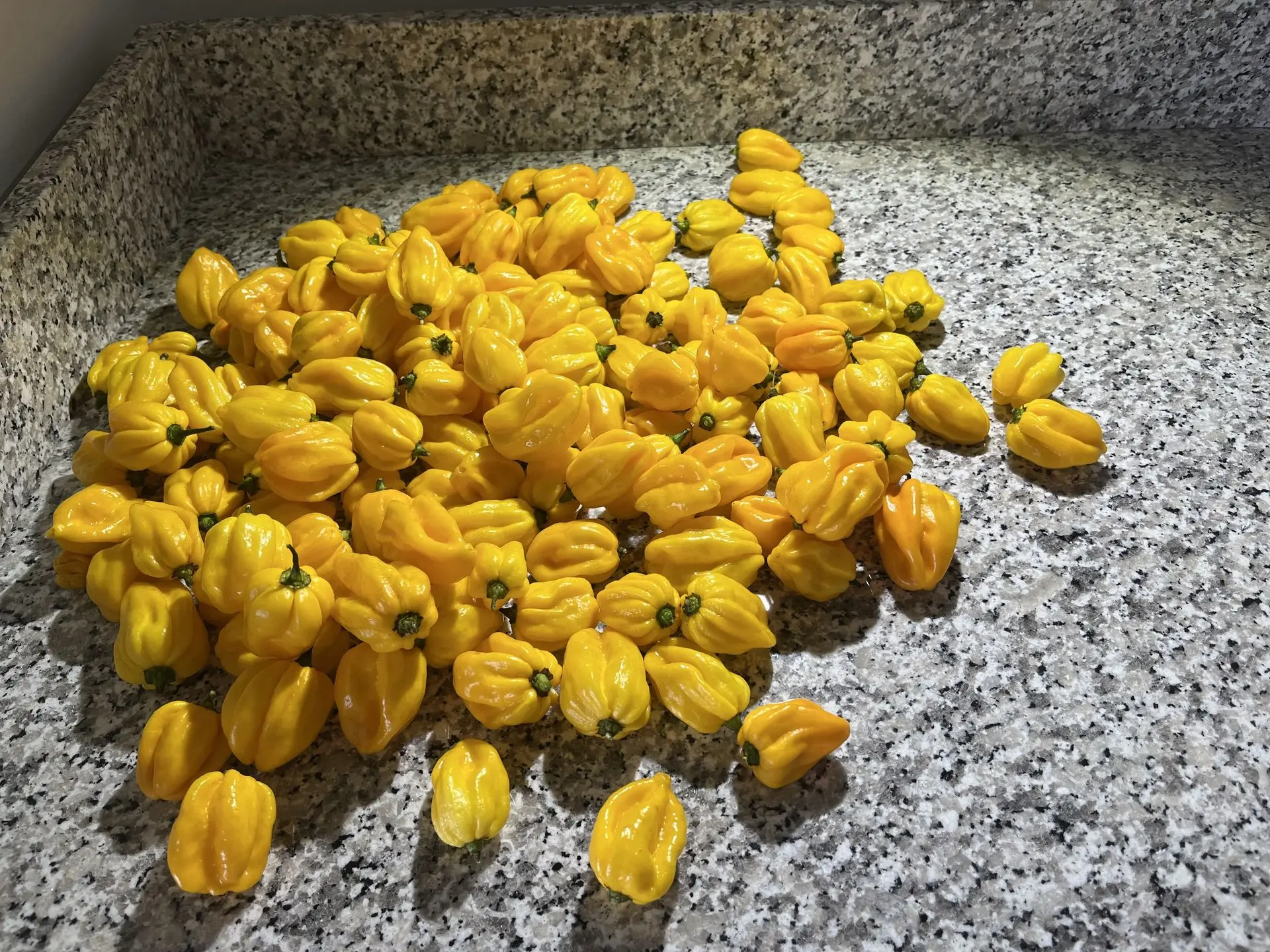 Piment Antillais Habanero jaune