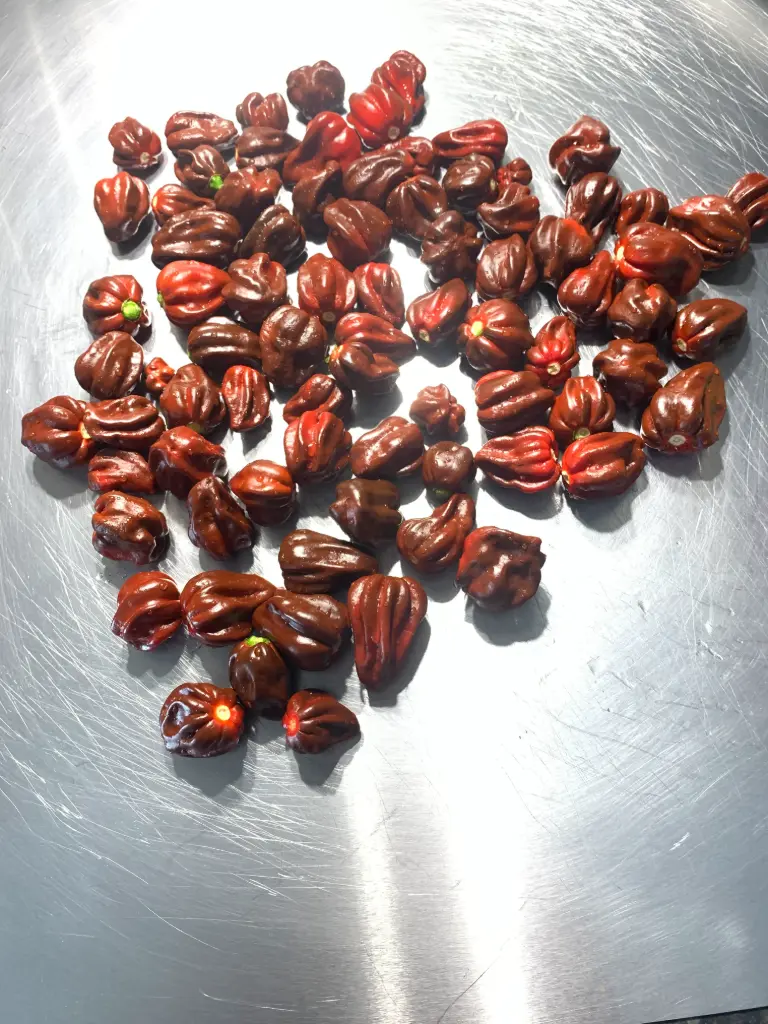 Sauce piment couleur chocolat 50 ML offre limité